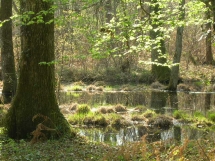 Le Ruisseau Chaud Forêt de la Double