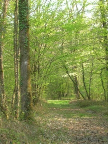 Le Ruisseau Chaud Forêt de la Double