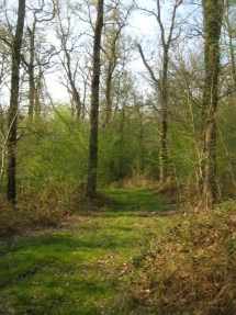 Le Ruisseau Chaud Forêt de la Double