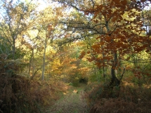 Le Ruisseau Chaud Forêt de la Double