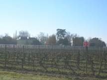 Le Ruisseau Chaud Les vignes à St Sulpice de Faleyrens