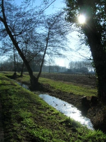 paysage des zones humides entre les vignes et la Dordogne
