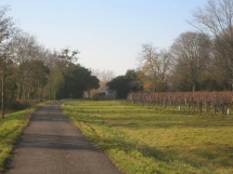 Le Ruisseau Chaud Les vignes à St Sulpice de Faleyrens