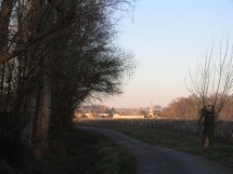 Le Ruisseau Chaud Les vignes à St Sulpice de Faleyrens