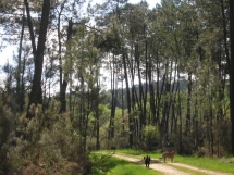 Le Ruisseau Chaud Forêt de la Double