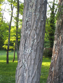 Le Ruisseau Chaud Parc